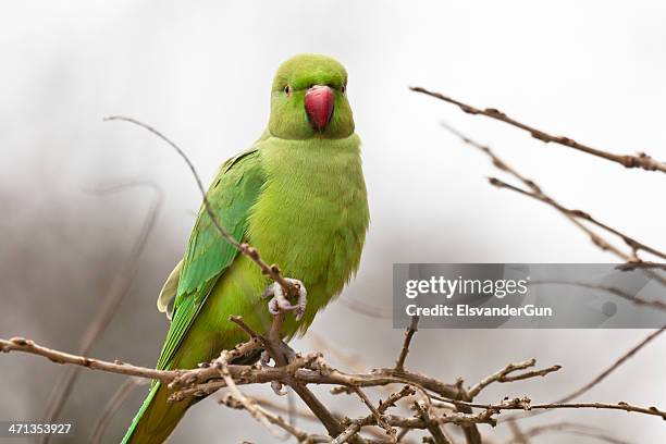 sittich nahaufnahme - sittich stock-fotos und bilder