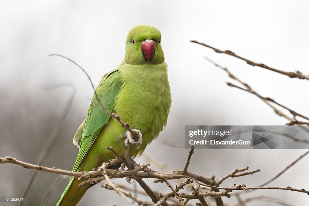 Parakeet close-up