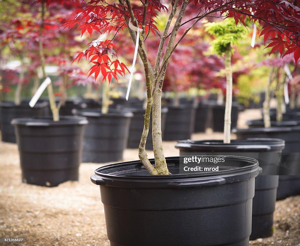 Japanese Maple