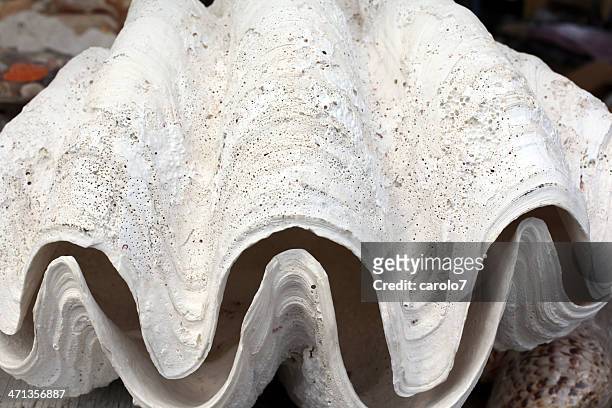 partially open giant clam shell.   sun bleached white. - giant clam stock pictures, royalty-free photos & images