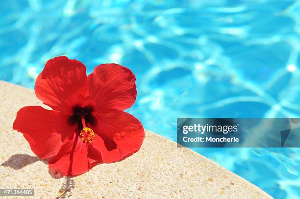 ibisco fiore e piscina - caribbean sea foto e immagini stock