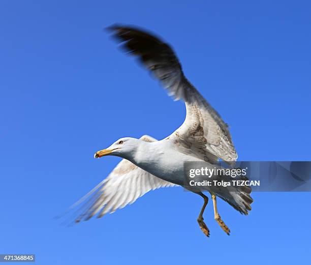 flying seagull - klapwieken stockfoto's en -beelden