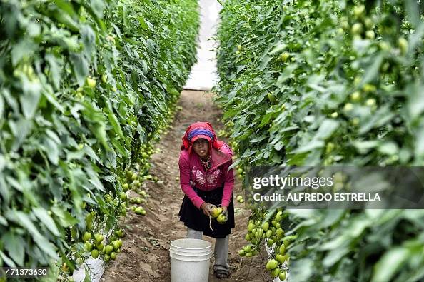 MEXICO-LABOUR-FARM WORKERS MEXICO-LABOUR-FARM WORKERS