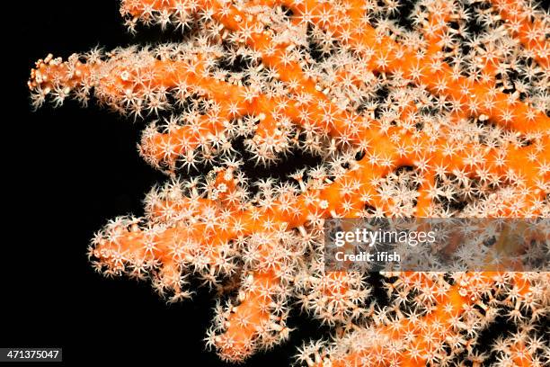 beautiful gorgonian sea fan detail, bunaken island, indonesia - bunaken national park stock pictures, royalty-free photos & images
