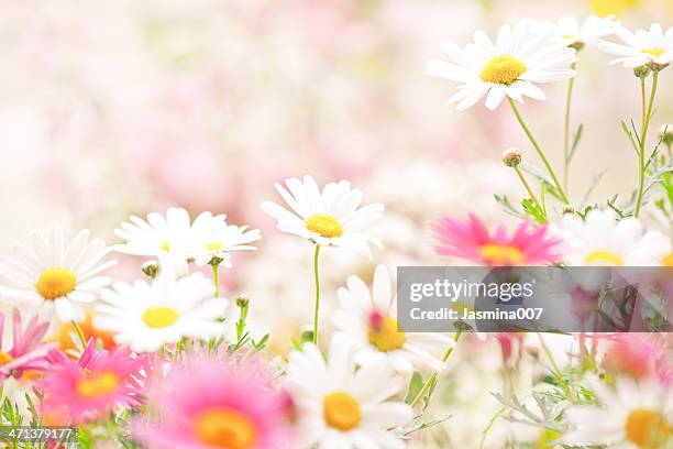 daisy flowers - buskmargerit bildbanksfoton och bilder