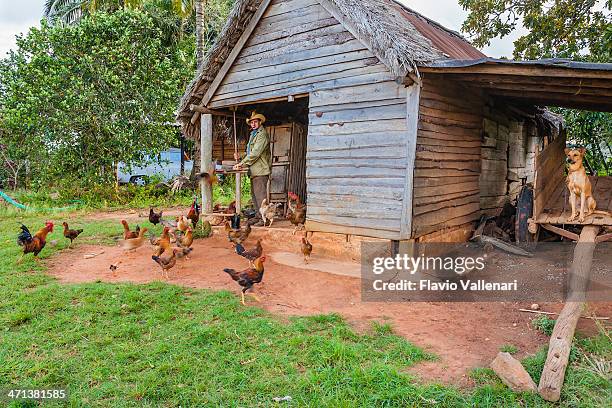 farmer in viñales, cuba - viñales cuba 個照片及圖片檔