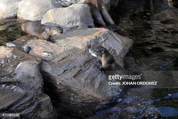 Tropical otters are seen at Aurora zoo in Guatemala City on April 27, 2015. AFP PHOTO / Johan ORDONEZ
