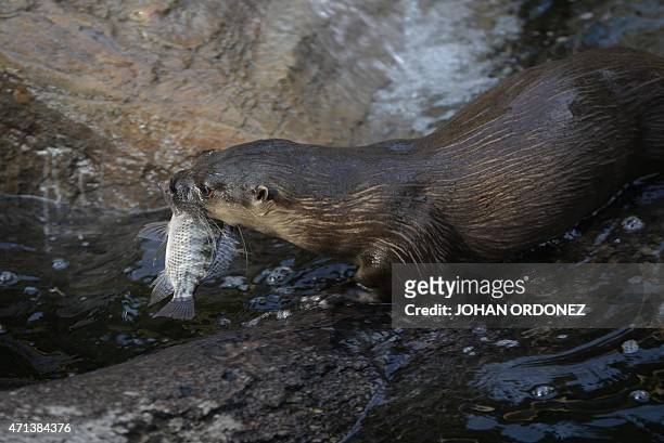 Tropical otter is seen at Aurora zoo in Guatemala City on April 27, 2015. AFP PHOTO / Johan ORDONEZ