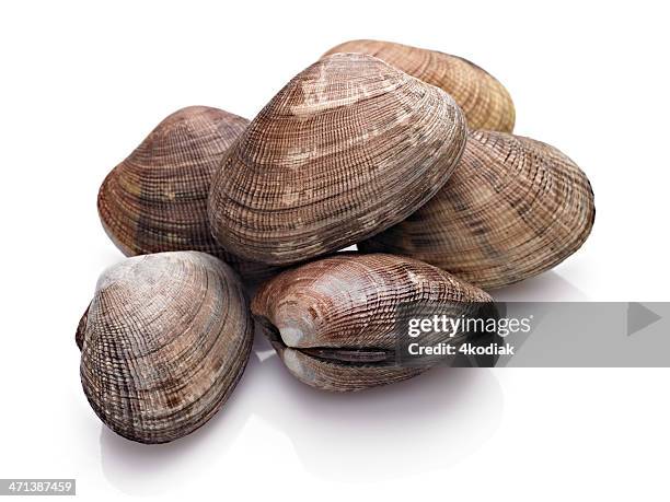 10 854点のハマグリのストックフォト Getty Images 10 854点のハマグリのストックフォト Getty Images