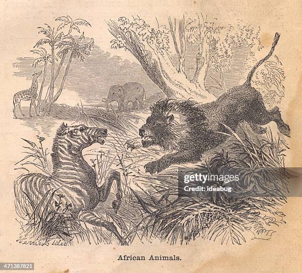 ilustraciones, imágenes clip art, dibujos animados e iconos de stock de blanco y negro, ilustraciones de animales africanos, abarcan desde 1800 - lion-fight-drawing