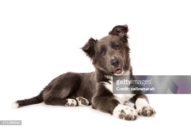 young border collie pup - lying down stockfoto's en -beelden