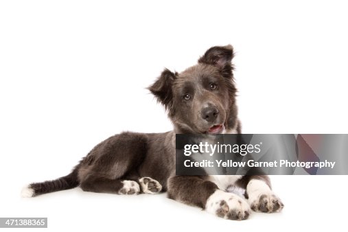 Young Border Collie Pup Young Border Collie Pup