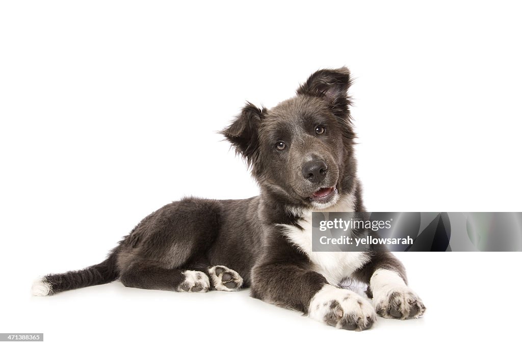 Jovem Cria de Collie Border