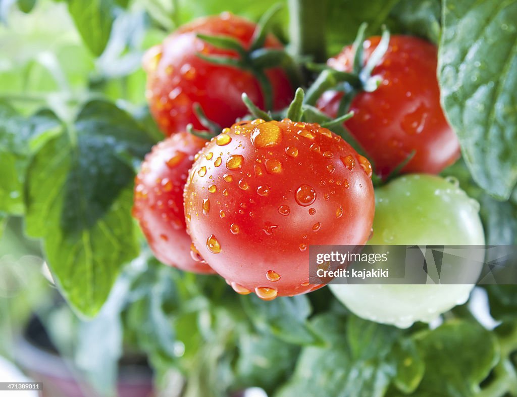 Cherry Tomatoes