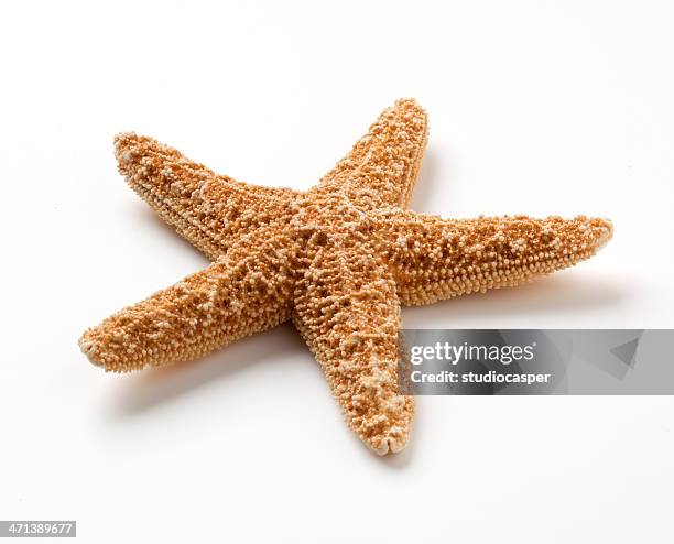 estrella de mar - estrella de mar fotografías e imágenes de stock
