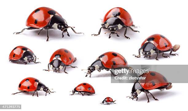 ladybugs - ladybug stock pictures, royalty-free photos & images