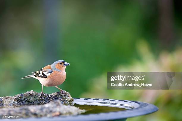 chaffinch (fringilla coelebs) - swallow bird 個照片及圖片檔