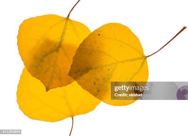 aspen leaves - aspen leaf stock pictures, royalty-free photos & images