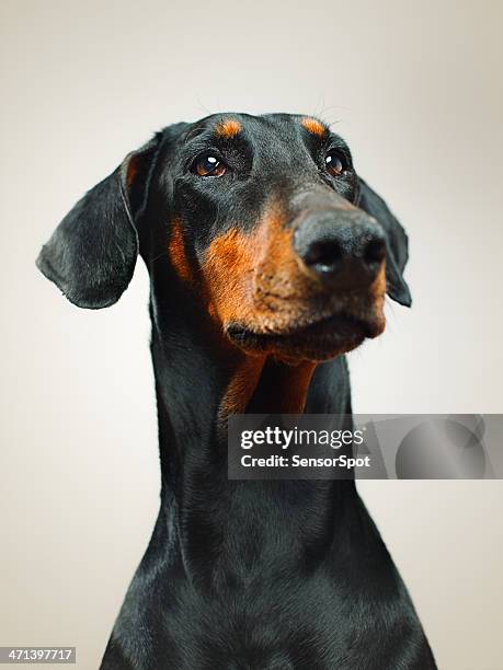 doberman - doberman pinscher stock pictures, royalty-free photos & images