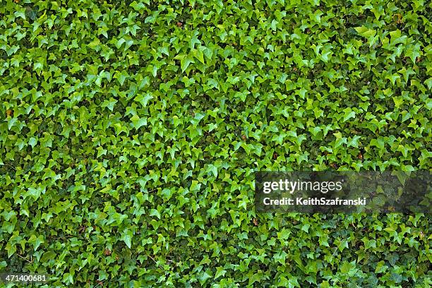 ivy covered wall - english ivy stock pictures, royalty-free photos & images