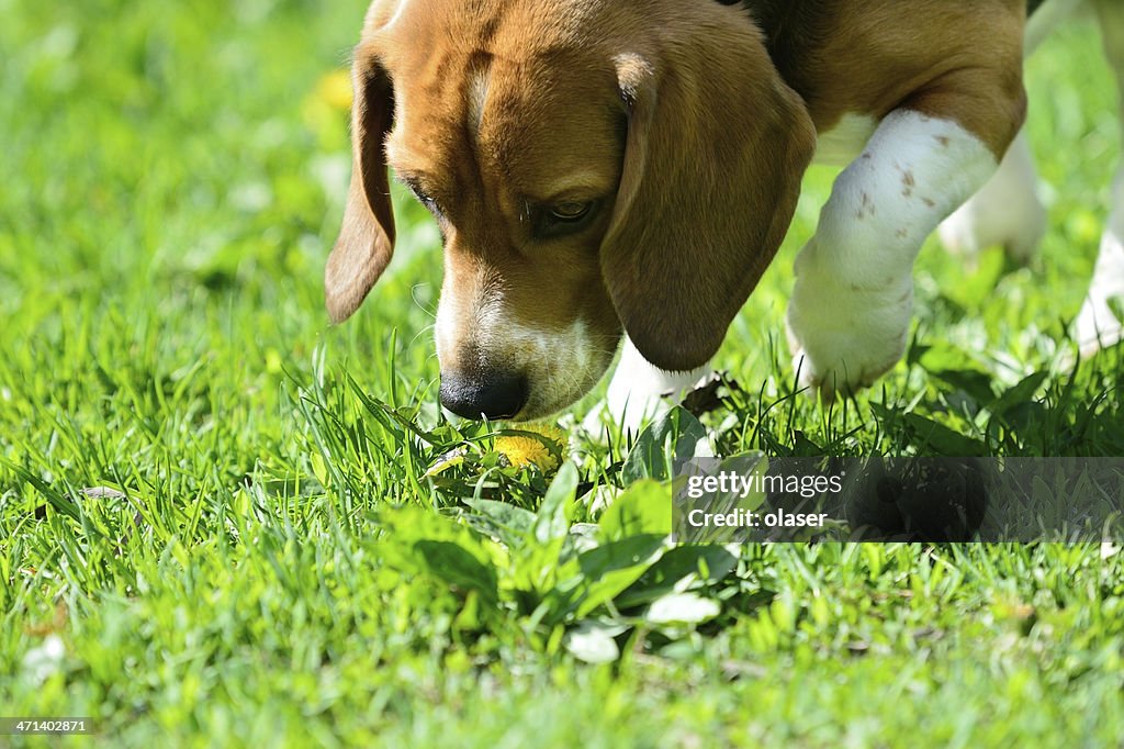 Beagle dog smelling flower