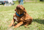 Dogue de Bordeaux puppy, fleas attack