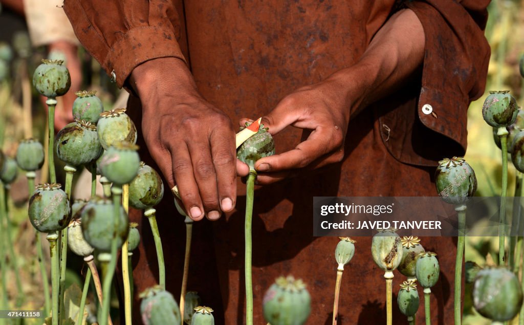 AFGHANISTAN-UNREST-POPPY