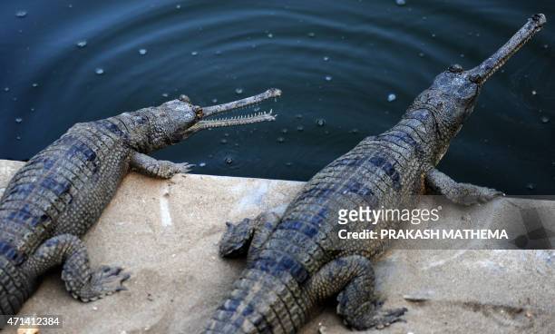 Gharial crocodiles are seen at a reptile farm in Chitwan National Park, around 200 kilometres southwest of Kathmandu, on December 27, 2011. The...