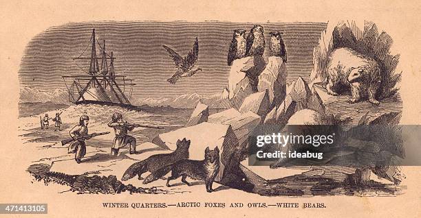 black and white illustration of arctic animals, from 1800's - arctic fox food chain stock illustrations