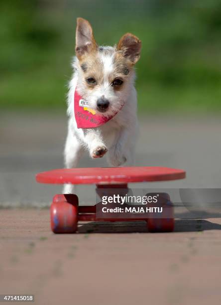 162 Skateboard Cat Photos and Premium High Pictures - Getty