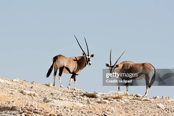 gemsbok on the horizon - kalahari gemsbok national park stock pictures, royalty-free photos & images