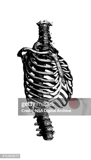 Human Rib Cage Antique Medical Scientific Illustration Charts High-Res ...