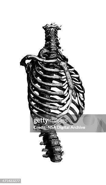 human rib cage  | antique medical scientific illustration charts - high contrast stock illustrations