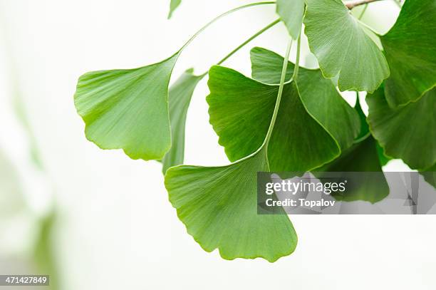 gingko leaves - ginkgo stock pictures, royalty-free photos & images