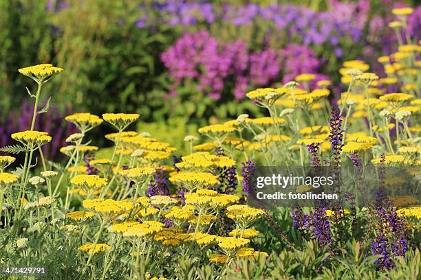 herb and flower garden - catmint stock pictures, royalty-free photos & images