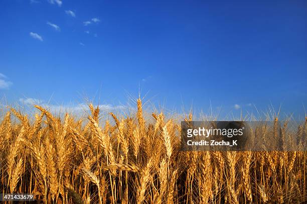 wheat - rogge graan stockfoto's en -beelden