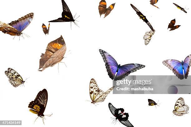free flight. - butterfly on white stockfoto's en -beelden