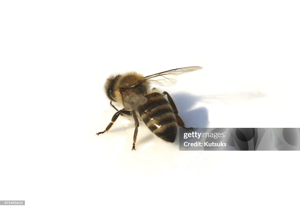 Bee