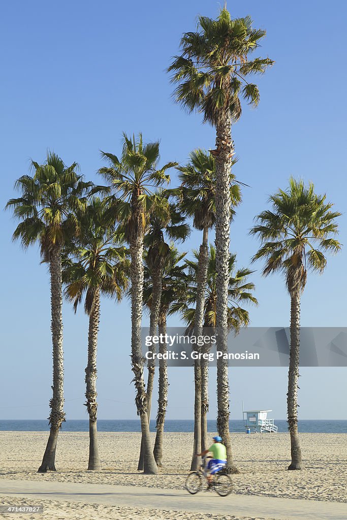 Santa Monica Beach Palm Trees