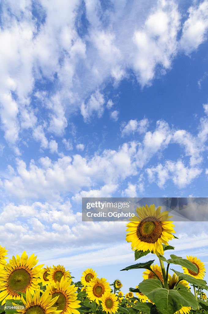 Sunflowers against clouds and sky