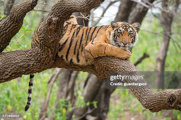bengal tiger (panthera tigris tigris) auf einem baum-aufnahme - königstiger stock-fotos und bilder