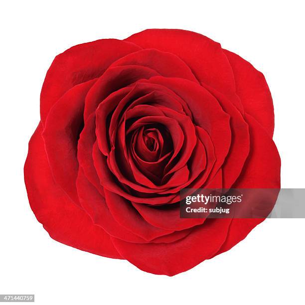 6 Roses Top View Rose Top View Photos and Premium High Res Pictures - Getty Images