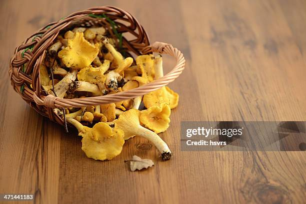 golden chanterelle mushroom - cantharellus cibarius stock pictures, royalty-free photos & images