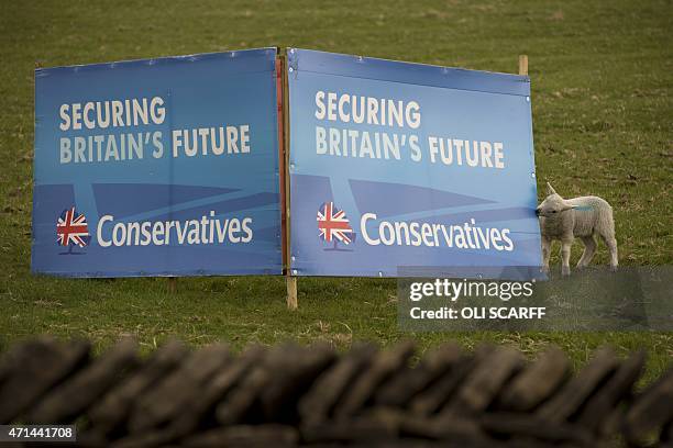 Lamb bites a poster for the Conservative Party placed in a sheep field in the 'High Peak' parliamentary constituency in Little Hayfield, Derbyshire,...