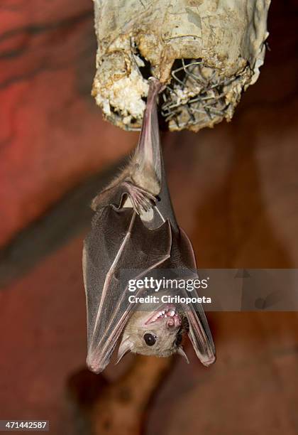 bat hanging - bat cave stock pictures, royalty-free photos & images