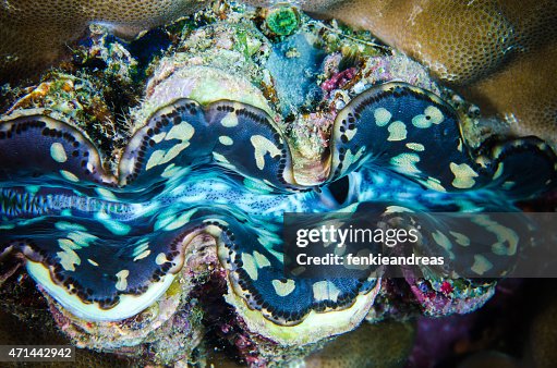 Fluted giant clam bunaken sulawesi indonesia tridacna squamosa Fluted giant clam bunaken sulawesi indonesia tridacna squamosa