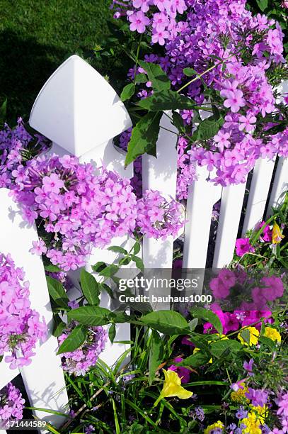 white gartenzaun überdachte mit rosa phlox. - phlox stock-fotos und bilder