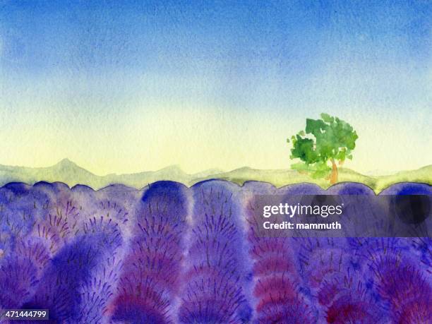 ilustraciones, imágenes clip art, dibujos animados e iconos de stock de campo de lavanda en provence - lavanda