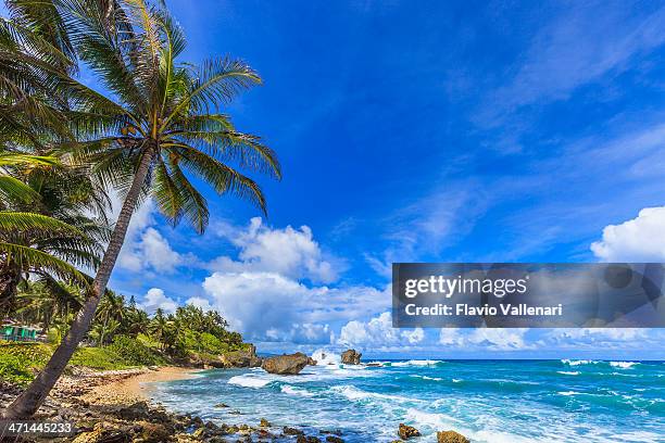 martin's bay, barbados - barbados stock-fotos und bilder