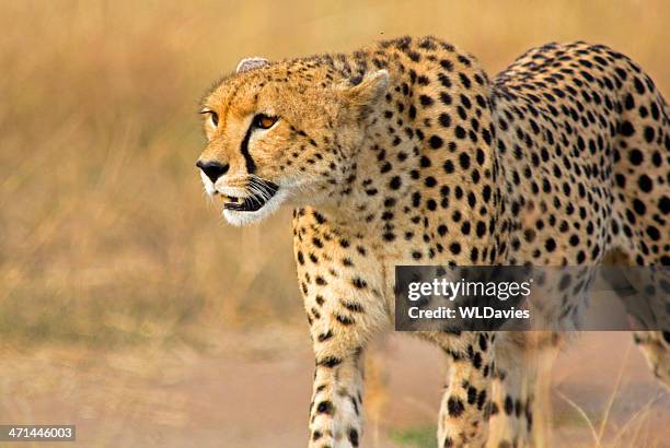 alert cheetah - afrikaans jachtluipaard stockfoto's en -beelden